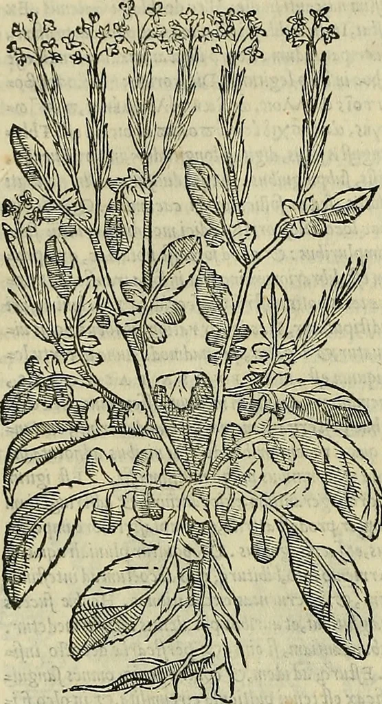 An illustration from Petri Andreae Matthioli Senensis serenissimi Principis Ferdinandi Archiducis Austriae & c., Medici, Commentarii secundo aucti : in libros sex Pedacii Dioscoridis Anazarbei de medica materia. Adiectis quàm plurimis plantarum, & animalium imaginibus quae in priore editione non habentur, eodem authore : his accessit eiusdem apologia adversus Amathum Lusitanum cum censura in eiusdem enarrationes, 1558, leaf 417
