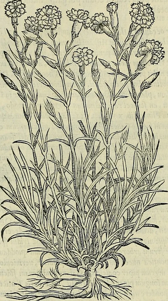 An illustration from Petri Andreae Matthioli Senensis serenissimi Principis Ferdinandi Archiducis Austriae & c., Medici, Commentarii secundo aucti : in libros sex Pedacii Dioscoridis Anazarbei de medica materia. Adiectis quàm plurimis plantarum, & animalium imaginibus quae in priore editione non habentur, eodem authore : his accessit eiusdem apologia adversus Amathum Lusitanum cum censura in eiusdem enarrationes, 1558, leaf 419