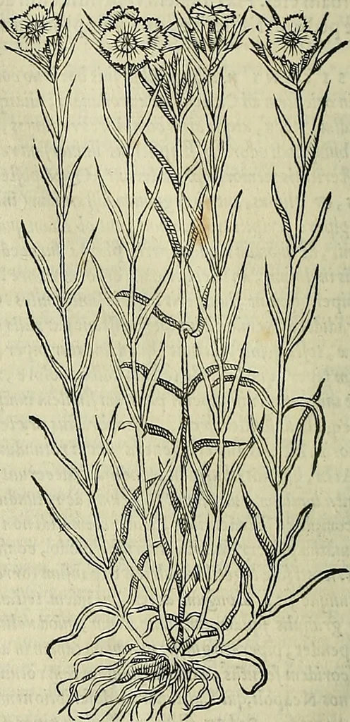 An illustration from Petri Andreae Matthioli Senensis serenissimi Principis Ferdinandi Archiducis Austriae & c., Medici, Commentarii secundo aucti : in libros sex Pedacii Dioscoridis Anazarbei de medica materia. Adiectis quàm plurimis plantarum, & animalium imaginibus quae in priore editione non habentur, eodem authore : his accessit eiusdem apologia adversus Amathum Lusitanum cum censura in eiusdem enarrationes, 1558, leaf 419