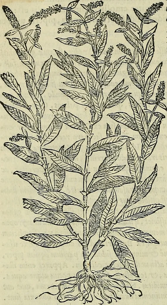 An illustration from Petri Andreae Matthioli Senensis serenissimi Principis Ferdinandi Archiducis Austriae & c., Medici, Commentarii secundo aucti : in libros sex Pedacii Dioscoridis Anazarbei de medica materia. Adiectis quàm plurimis plantarum, & animalium imaginibus quae in priore editione non habentur, eodem authore : his accessit eiusdem apologia adversus Amathum Lusitanum cum censura in eiusdem enarrationes, 1558, leaf 421