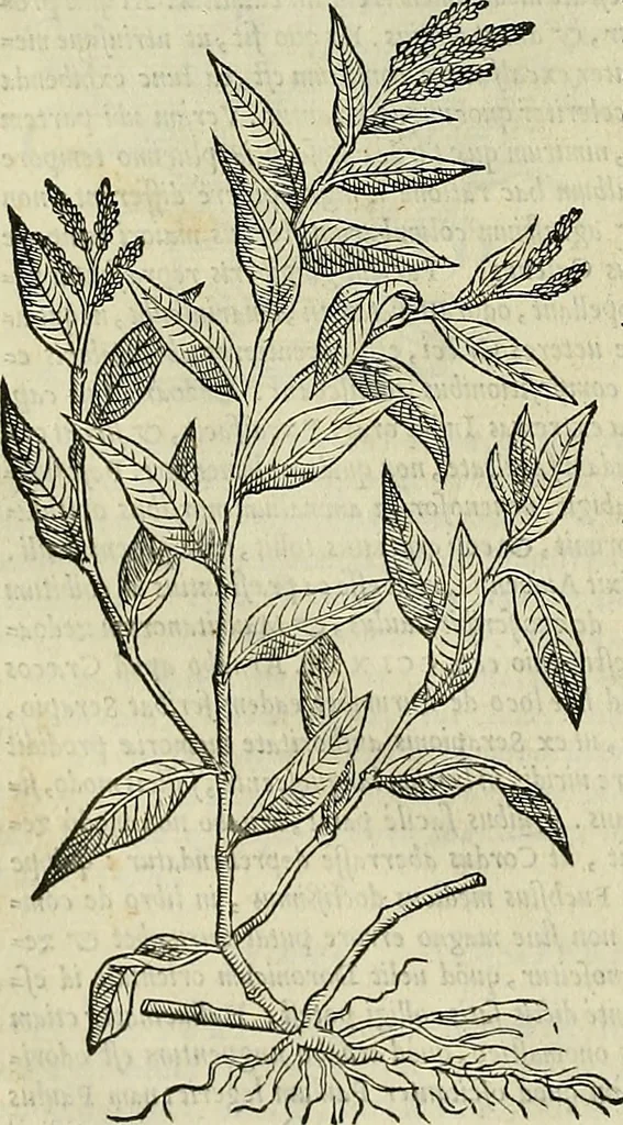 An illustration from Petri Andreae Matthioli Senensis serenissimi Principis Ferdinandi Archiducis Austriae & c., Medici, Commentarii secundo aucti : in libros sex Pedacii Dioscoridis Anazarbei de medica materia. Adiectis quàm plurimis plantarum, & animalium imaginibus quae in priore editione non habentur, eodem authore : his accessit eiusdem apologia adversus Amathum Lusitanum cum censura in eiusdem enarrationes, 1558, leaf 421