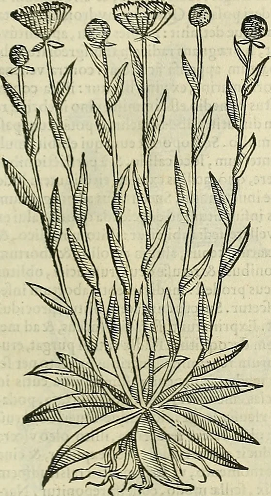 An illustration from Petri Andreae Matthioli Senensis serenissimi Principis Ferdinandi Archiducis Austriae & c., Medici, Commentarii secundo aucti : in libros sex Pedacii Dioscoridis Anazarbei de medica materia. Adiectis quàm plurimis plantarum, & animalium imaginibus quae in priore editione non habentur, eodem authore : his accessit eiusdem apologia adversus Amathum Lusitanum cum censura in eiusdem enarrationes, 1558, leaf 422