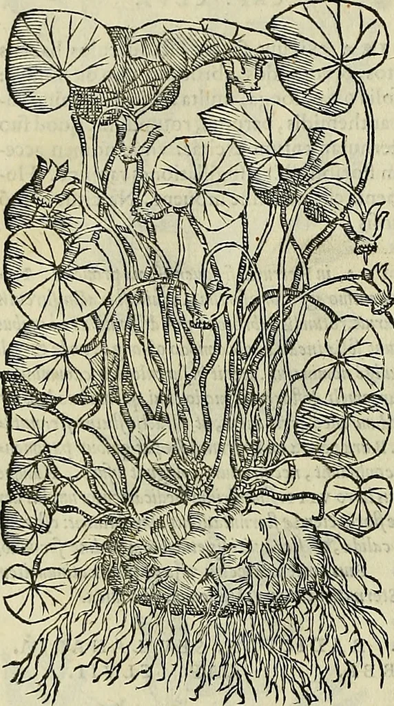 An illustration from Petri Andreae Matthioli Senensis serenissimi Principis Ferdinandi Archiducis Austriae & c., Medici, Commentarii secundo aucti : in libros sex Pedacii Dioscoridis Anazarbei de medica materia. Adiectis quàm plurimis plantarum, & animalium imaginibus quae in priore editione non habentur, eodem authore : his accessit eiusdem apologia adversus Amathum Lusitanum cum censura in eiusdem enarrationes, 1558, leaf 423