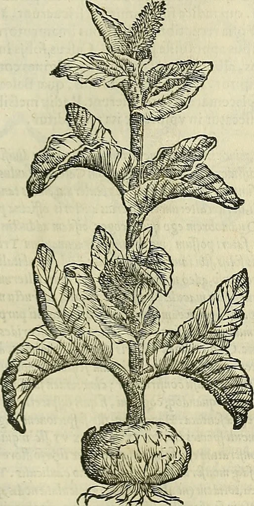 An illustration from Petri Andreae Matthioli Senensis serenissimi Principis Ferdinandi Archiducis Austriae & c., Medici, Commentarii secundo aucti : in libros sex Pedacii Dioscoridis Anazarbei de medica materia. Adiectis quàm plurimis plantarum, & animalium imaginibus quae in priore editione non habentur, eodem authore : his accessit eiusdem apologia adversus Amathum Lusitanum cum censura in eiusdem enarrationes, 1558, leaf 424