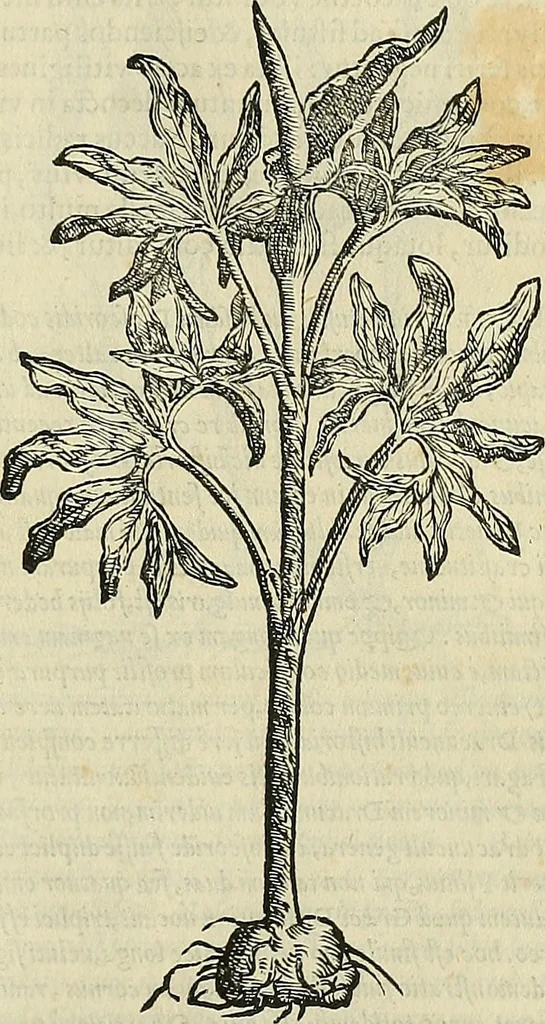 An illustration from Petri Andreae Matthioli Senensis serenissimi Principis Ferdinandi Archiducis Austriae & c., Medici, Commentarii secundo aucti : in libros sex Pedacii Dioscoridis Anazarbei de medica materia. Adiectis quàm plurimis plantarum, & animalium imaginibus quae in priore editione non habentur, eodem authore : his accessit eiusdem apologia adversus Amathum Lusitanum cum censura in eiusdem enarrationes, 1558, leaf 424