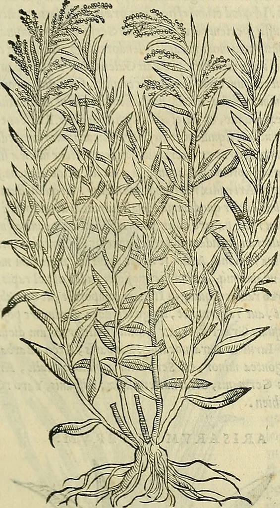 An illustration from Petri Andreae Matthioli Senensis serenissimi Principis Ferdinandi Archiducis Austriae & c., Medici, Commentarii secundo aucti : in libros sex Pedacii Dioscoridis Anazarbei de medica materia. Adiectis quàm plurimis plantarum, & animalium imaginibus quae in priore editione non habentur, eodem authore : his accessit eiusdem apologia adversus Amathum Lusitanum cum censura in eiusdem enarrationes, 1558, leaf 426