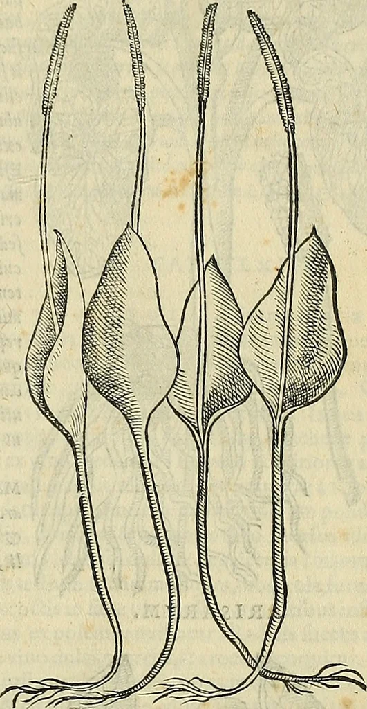 An illustration from Petri Andreae Matthioli Senensis serenissimi Principis Ferdinandi Archiducis Austriae & c., Medici, Commentarii secundo aucti : in libros sex Pedacii Dioscoridis Anazarbei de medica materia. Adiectis quàm plurimis plantarum, & animalium imaginibus quae in priore editione non habentur, eodem authore : his accessit eiusdem apologia adversus Amathum Lusitanum cum censura in eiusdem enarrationes, 1558, leaf 426