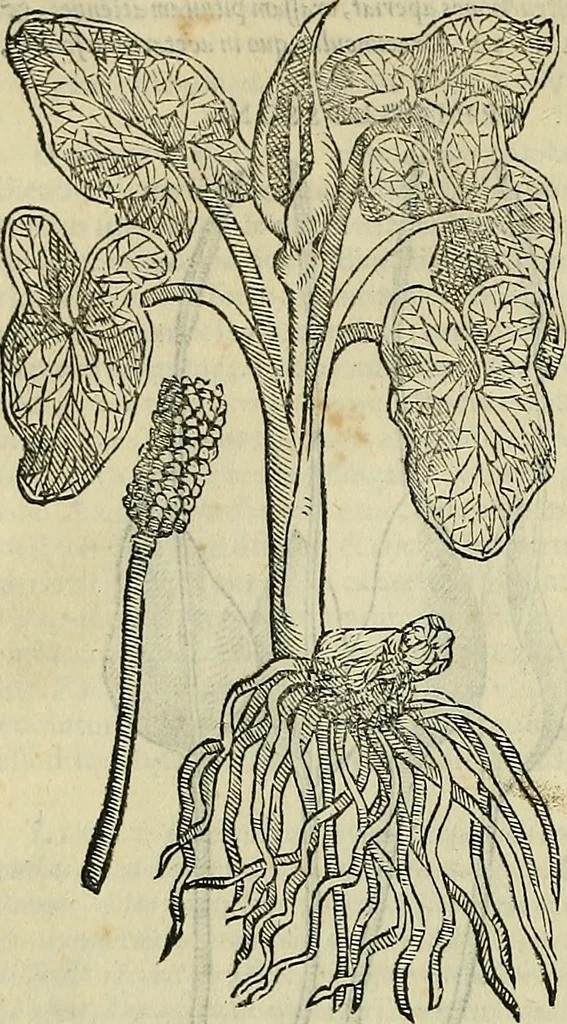 An illustration from Petri Andreae Matthioli Senensis serenissimi Principis Ferdinandi Archiducis Austriae & c., Medici, Commentarii secundo aucti : in libros sex Pedacii Dioscoridis Anazarbei de medica materia. Adiectis quàm plurimis plantarum, & animalium imaginibus quae in priore editione non habentur, eodem authore : his accessit eiusdem apologia adversus Amathum Lusitanum cum censura in eiusdem enarrationes, 1558, leaf 427