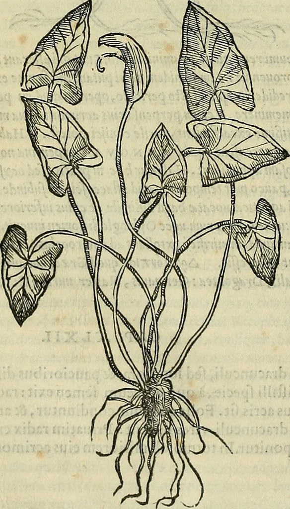 An illustration from Petri Andreae Matthioli Senensis serenissimi Principis Ferdinandi Archiducis Austriae & c., Medici, Commentarii secundo aucti : in libros sex Pedacii Dioscoridis Anazarbei de medica materia. Adiectis quàm plurimis plantarum, & animalium imaginibus quae in priore editione non habentur, eodem authore : his accessit eiusdem apologia adversus Amathum Lusitanum cum censura in eiusdem enarrationes, 1558, leaf 427