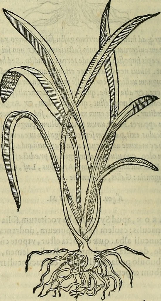 An illustration from Petri Andreae Matthioli Senensis serenissimi Principis Ferdinandi Archiducis Austriae & c., Medici, Commentarii secundo aucti : in libros sex Pedacii Dioscoridis Anazarbei de medica materia. Adiectis quàm plurimis plantarum, & animalium imaginibus quae in priore editione non habentur, eodem authore : his accessit eiusdem apologia adversus Amathum Lusitanum cum censura in eiusdem enarrationes, 1558, leaf 427
