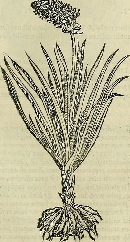 An illustration from Petri Andreae Matthioli Senensis serenissimi Principis Ferdinandi Archiducis Austriae & c., Medici, Commentarii secundo aucti : in libros sex Pedacii Dioscoridis Anazarbei de medica materia. Adiectis quàm plurimis plantarum, & animalium imaginibus quae in priore editione non habentur, eodem authore : his accessit eiusdem apologia adversus Amathum Lusitanum cum censura in eiusdem enarrationes, 1558, leaf 428