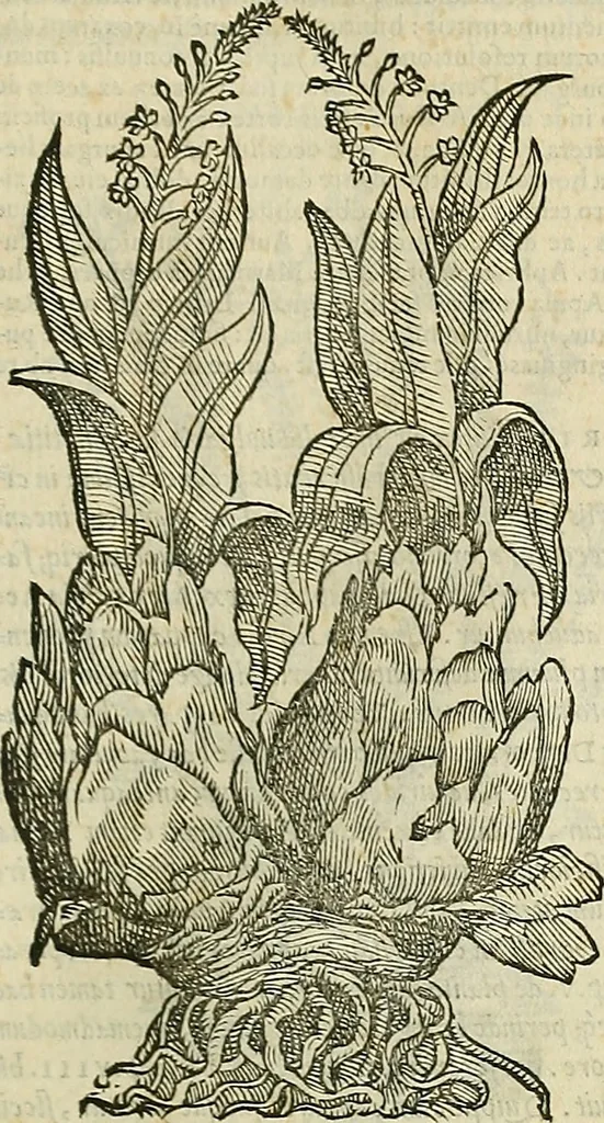 An illustration from Petri Andreae Matthioli Senensis serenissimi Principis Ferdinandi Archiducis Austriae & c., Medici, Commentarii secundo aucti : in libros sex Pedacii Dioscoridis Anazarbei de medica materia. Adiectis quàm plurimis plantarum, & animalium imaginibus quae in priore editione non habentur, eodem authore : his accessit eiusdem apologia adversus Amathum Lusitanum cum censura in eiusdem enarrationes, 1558, leaf 430