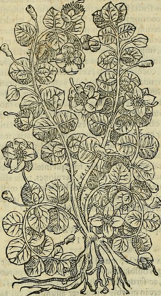 An illustration from Petri Andreae Matthioli Senensis serenissimi Principis Ferdinandi Archiducis Austriae & c., Medici, Commentarii secundo aucti : in libros sex Pedacii Dioscoridis Anazarbei de medica materia. Adiectis quàm plurimis plantarum, & animalium imaginibus quae in priore editione non habentur, eodem authore : his accessit eiusdem apologia adversus Amathum Lusitanum cum censura in eiusdem enarrationes, 1558, leaf 431