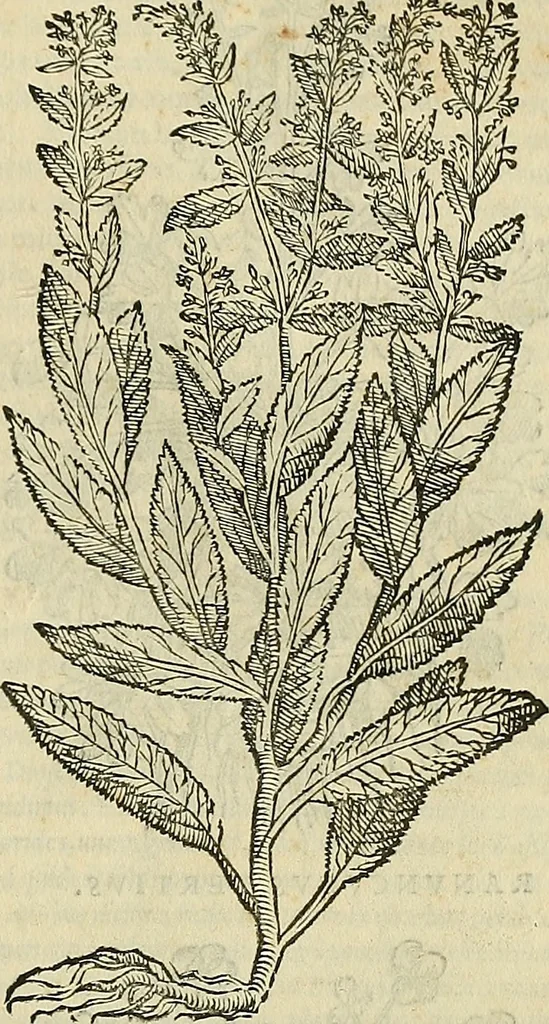 An illustration from Petri Andreae Matthioli Senensis serenissimi Principis Ferdinandi Archiducis Austriae & c., Medici, Commentarii secundo aucti : in libros sex Pedacii Dioscoridis Anazarbei de medica materia. Adiectis quàm plurimis plantarum, & animalium imaginibus quae in priore editione non habentur, eodem authore : his accessit eiusdem apologia adversus Amathum Lusitanum cum censura in eiusdem enarrationes, 1558, leaf 432