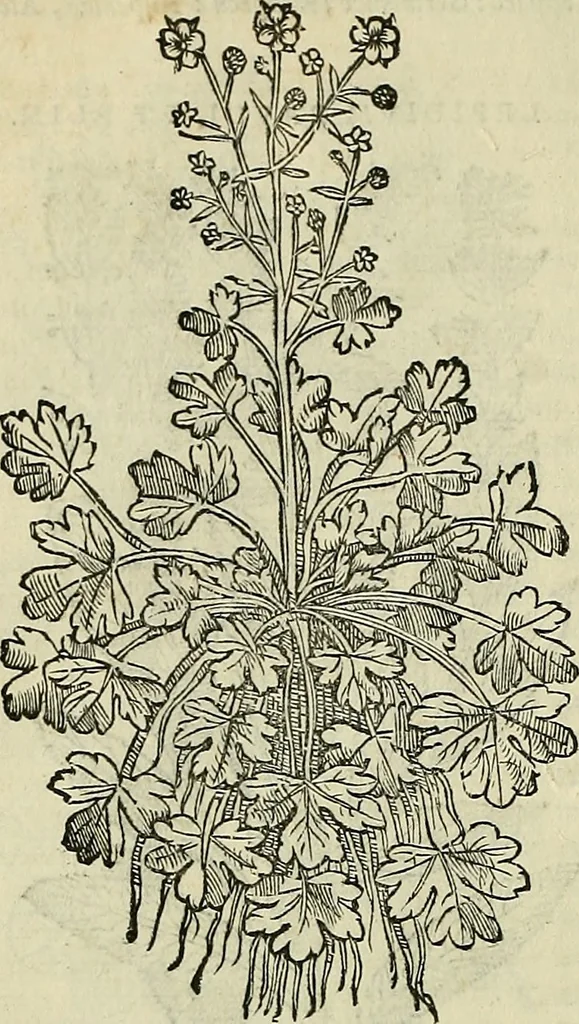 An illustration from Petri Andreae Matthioli Senensis serenissimi Principis Ferdinandi Archiducis Austriae & c., Medici, Commentarii secundo aucti : in libros sex Pedacii Dioscoridis Anazarbei de medica materia. Adiectis quàm plurimis plantarum, & animalium imaginibus quae in priore editione non habentur, eodem authore : his accessit eiusdem apologia adversus Amathum Lusitanum cum censura in eiusdem enarrationes, 1558, leaf 433