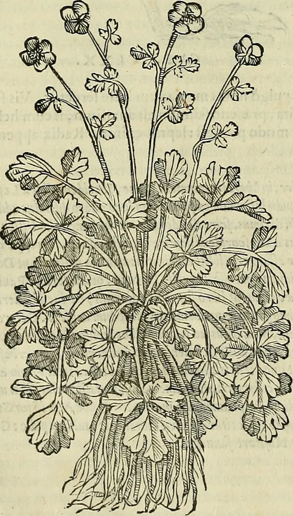 An illustration from Petri Andreae Matthioli Senensis serenissimi Principis Ferdinandi Archiducis Austriae & c., Medici, Commentarii secundo aucti : in libros sex Pedacii Dioscoridis Anazarbei de medica materia. Adiectis quàm plurimis plantarum, & animalium imaginibus quae in priore editione non habentur, eodem authore : his accessit eiusdem apologia adversus Amathum Lusitanum cum censura in eiusdem enarrationes, 1558, leaf 433