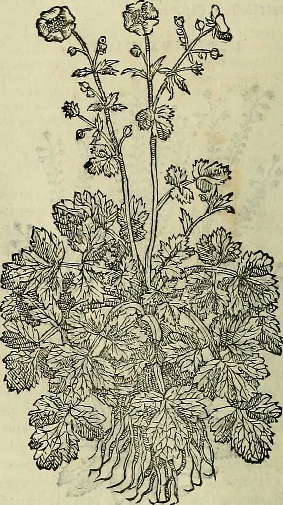 An illustration from Petri Andreae Matthioli Senensis serenissimi Principis Ferdinandi Archiducis Austriae & c., Medici, Commentarii secundo aucti : in libros sex Pedacii Dioscoridis Anazarbei de medica materia. Adiectis quàm plurimis plantarum, & animalium imaginibus quae in priore editione non habentur, eodem authore : his accessit eiusdem apologia adversus Amathum Lusitanum cum censura in eiusdem enarrationes, 1558, leaf 433