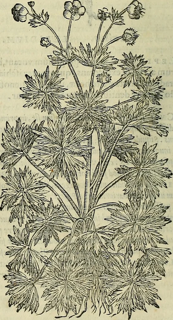 An illustration from Petri Andreae Matthioli Senensis serenissimi Principis Ferdinandi Archiducis Austriae & c., Medici, Commentarii secundo aucti : in libros sex Pedacii Dioscoridis Anazarbei de medica materia. Adiectis quàm plurimis plantarum, & animalium imaginibus quae in priore editione non habentur, eodem authore : his accessit eiusdem apologia adversus Amathum Lusitanum cum censura in eiusdem enarrationes, 1558, leaf 433