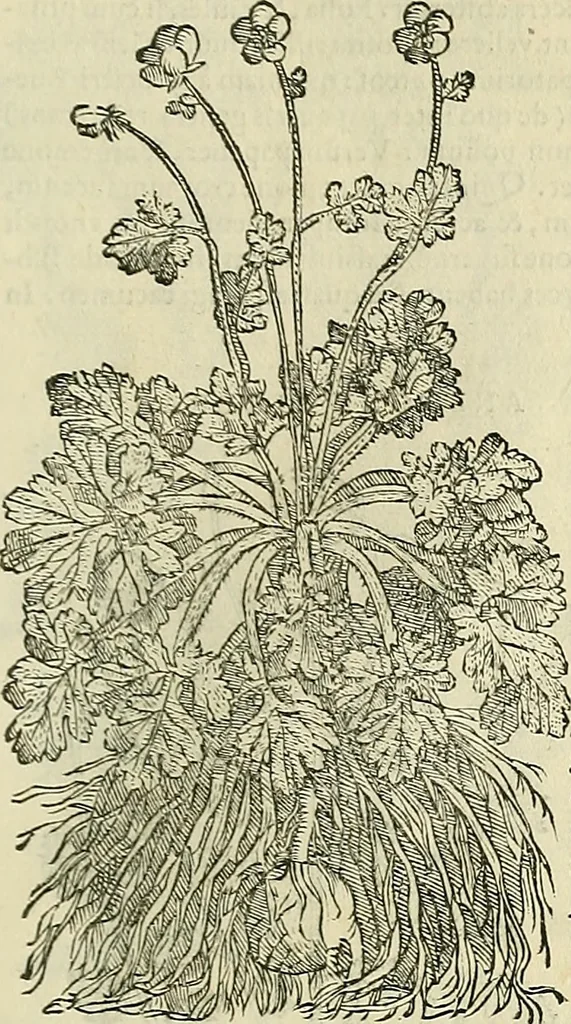 An illustration from Petri Andreae Matthioli Senensis serenissimi Principis Ferdinandi Archiducis Austriae & c., Medici, Commentarii secundo aucti : in libros sex Pedacii Dioscoridis Anazarbei de medica materia. Adiectis quàm plurimis plantarum, & animalium imaginibus quae in priore editione non habentur, eodem authore : his accessit eiusdem apologia adversus Amathum Lusitanum cum censura in eiusdem enarrationes, 1558, leaf 434