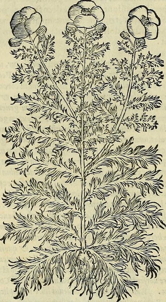 An illustration from Petri Andreae Matthioli Senensis serenissimi Principis Ferdinandi Archiducis Austriae & c., Medici, Commentarii secundo aucti : in libros sex Pedacii Dioscoridis Anazarbei de medica materia. Adiectis quàm plurimis plantarum, & animalium imaginibus quae in priore editione non habentur, eodem authore : his accessit eiusdem apologia adversus Amathum Lusitanum cum censura in eiusdem enarrationes, 1558, leaf 435