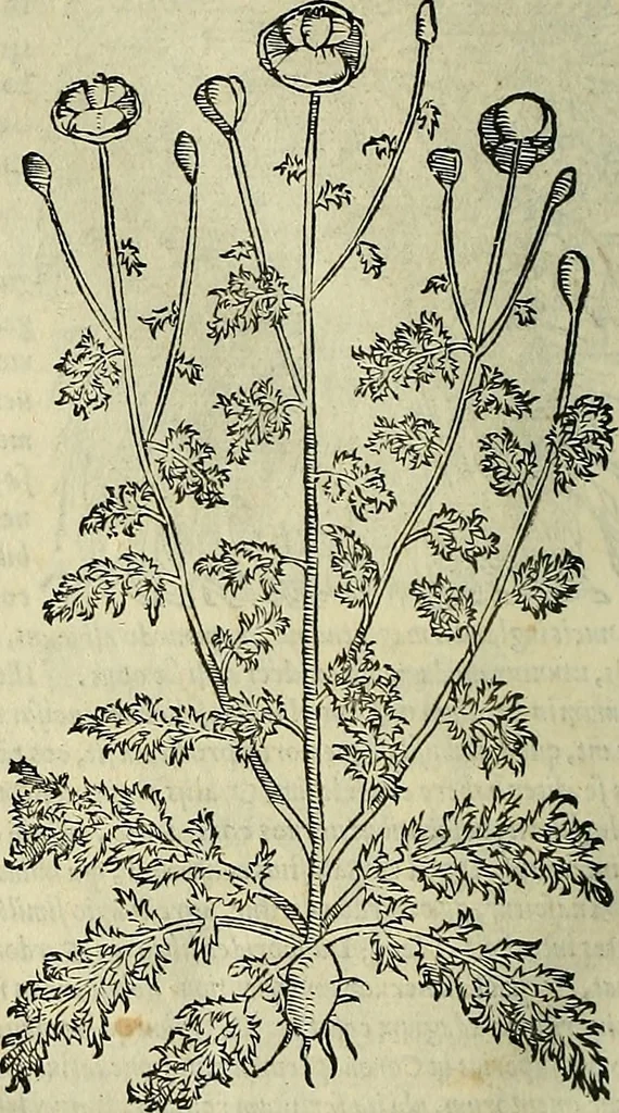 An illustration from Petri Andreae Matthioli Senensis serenissimi Principis Ferdinandi Archiducis Austriae & c., Medici, Commentarii secundo aucti : in libros sex Pedacii Dioscoridis Anazarbei de medica materia. Adiectis quàm plurimis plantarum, & animalium imaginibus quae in priore editione non habentur, eodem authore : his accessit eiusdem apologia adversus Amathum Lusitanum cum censura in eiusdem enarrationes, 1558, leaf 435