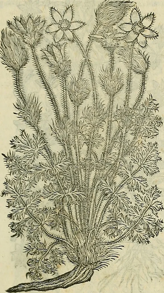 An illustration from Petri Andreae Matthioli Senensis serenissimi Principis Ferdinandi Archiducis Austriae & c., Medici, Commentarii secundo aucti : in libros sex Pedacii Dioscoridis Anazarbei de medica materia. Adiectis quàm plurimis plantarum, & animalium imaginibus quae in priore editione non habentur, eodem authore : his accessit eiusdem apologia adversus Amathum Lusitanum cum censura in eiusdem enarrationes, 1558, leaf 436