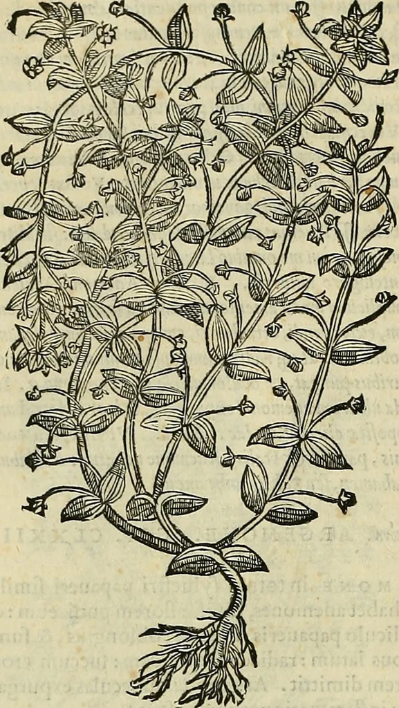 An illustration from Petri Andreae Matthioli Senensis serenissimi Principis Ferdinandi Archiducis Austriae & c., Medici, Commentarii secundo aucti : in libros sex Pedacii Dioscoridis Anazarbei de medica materia. Adiectis quàm plurimis plantarum, & animalium imaginibus quae in priore editione non habentur, eodem authore : his accessit eiusdem apologia adversus Amathum Lusitanum cum censura in eiusdem enarrationes, 1558, leaf 437