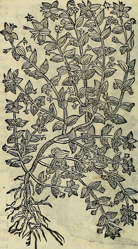 An illustration from Petri Andreae Matthioli Senensis serenissimi Principis Ferdinandi Archiducis Austriae & c., Medici, Commentarii secundo aucti : in libros sex Pedacii Dioscoridis Anazarbei de medica materia. Adiectis quàm plurimis plantarum, & animalium imaginibus quae in priore editione non habentur, eodem authore : his accessit eiusdem apologia adversus Amathum Lusitanum cum censura in eiusdem enarrationes, 1558, leaf 437