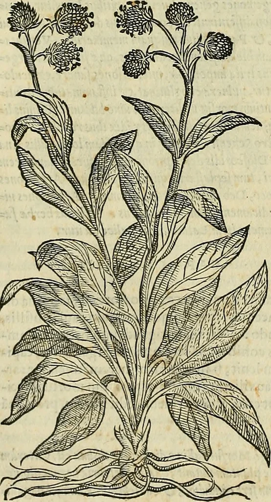 An illustration from Petri Andreae Matthioli Senensis serenissimi Principis Ferdinandi Archiducis Austriae & c., Medici, Commentarii secundo aucti : in libros sex Pedacii Dioscoridis Anazarbei de medica materia. Adiectis quàm plurimis plantarum, & animalium imaginibus quae in priore editione non habentur, eodem authore : his accessit eiusdem apologia adversus Amathum Lusitanum cum censura in eiusdem enarrationes, 1558, leaf 437
