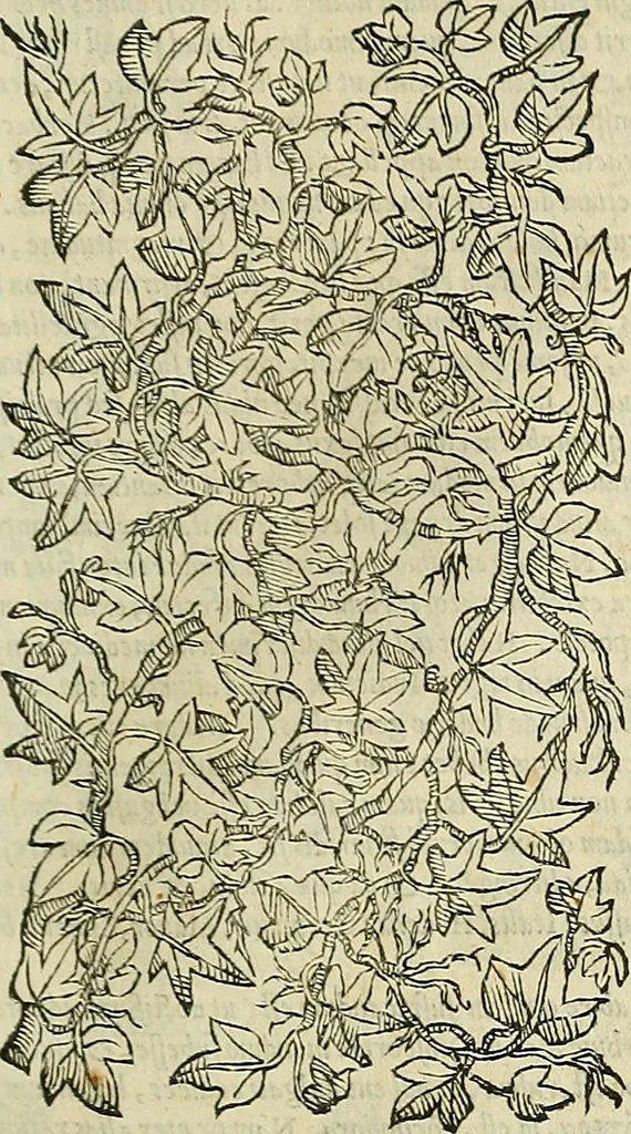 An illustration from Petri Andreae Matthioli Senensis serenissimi Principis Ferdinandi Archiducis Austriae & c., Medici, Commentarii secundo aucti : in libros sex Pedacii Dioscoridis Anazarbei de medica materia. Adiectis quàm plurimis plantarum, & animalium imaginibus quae in priore editione non habentur, eodem authore : his accessit eiusdem apologia adversus Amathum Lusitanum cum censura in eiusdem enarrationes, 1558, leaf 438