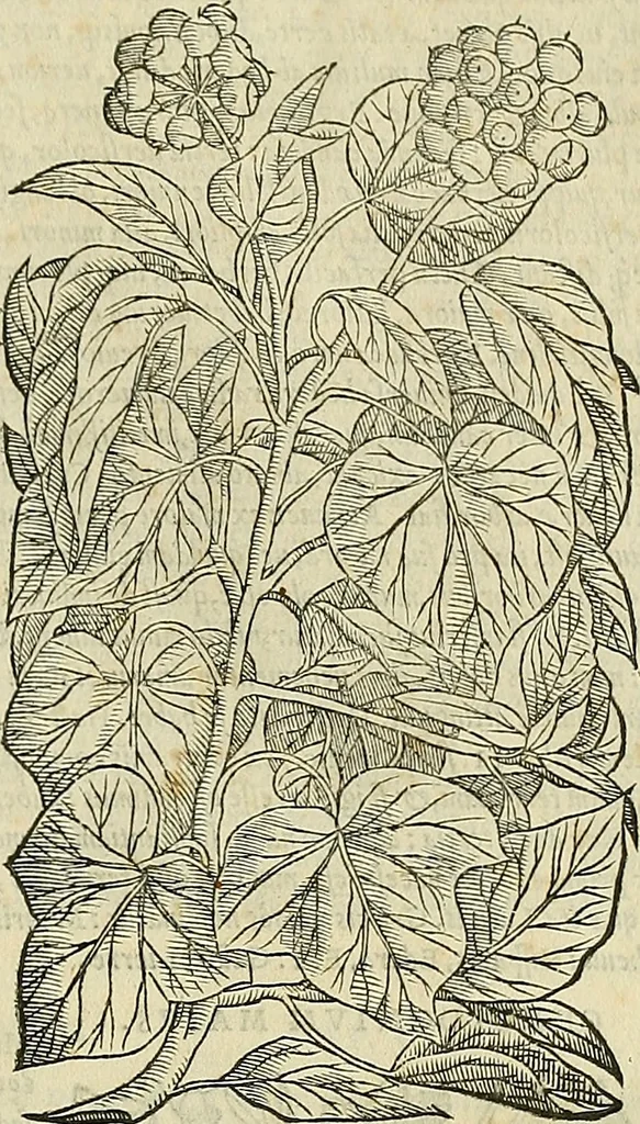 An illustration from Petri Andreae Matthioli Senensis serenissimi Principis Ferdinandi Archiducis Austriae & c., Medici, Commentarii secundo aucti : in libros sex Pedacii Dioscoridis Anazarbei de medica materia. Adiectis quàm plurimis plantarum, & animalium imaginibus quae in priore editione non habentur, eodem authore : his accessit eiusdem apologia adversus Amathum Lusitanum cum censura in eiusdem enarrationes, 1558, leaf 438
