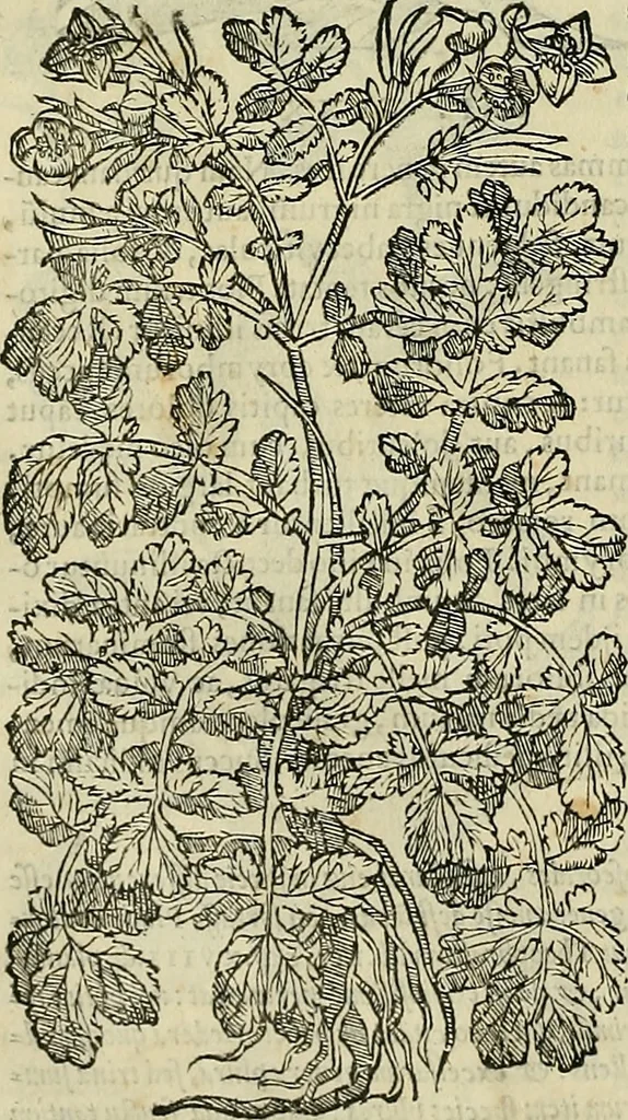 An illustration from Petri Andreae Matthioli Senensis serenissimi Principis Ferdinandi Archiducis Austriae & c., Medici, Commentarii secundo aucti : in libros sex Pedacii Dioscoridis Anazarbei de medica materia. Adiectis quàm plurimis plantarum, & animalium imaginibus quae in priore editione non habentur, eodem authore : his accessit eiusdem apologia adversus Amathum Lusitanum cum censura in eiusdem enarrationes, 1558, leaf 439