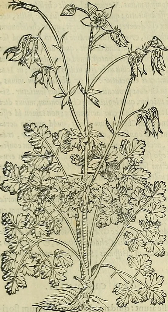 An illustration from Petri Andreae Matthioli Senensis serenissimi Principis Ferdinandi Archiducis Austriae & c., Medici, Commentarii secundo aucti : in libros sex Pedacii Dioscoridis Anazarbei de medica materia. Adiectis quàm plurimis plantarum, & animalium imaginibus quae in priore editione non habentur, eodem authore : his accessit eiusdem apologia adversus Amathum Lusitanum cum censura in eiusdem enarrationes, 1558, leaf 440
