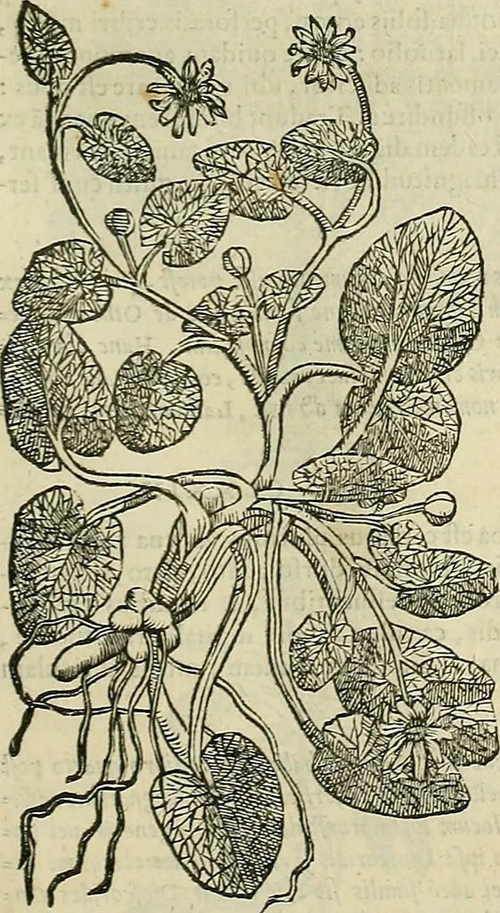 An illustration from Petri Andreae Matthioli Senensis serenissimi Principis Ferdinandi Archiducis Austriae & c., Medici, Commentarii secundo aucti : in libros sex Pedacii Dioscoridis Anazarbei de medica materia. Adiectis quàm plurimis plantarum, & animalium imaginibus quae in priore editione non habentur, eodem authore : his accessit eiusdem apologia adversus Amathum Lusitanum cum censura in eiusdem enarrationes, 1558, leaf 440