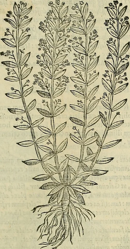 An illustration from Petri Andreae Matthioli Senensis serenissimi Principis Ferdinandi Archiducis Austriae & c., Medici, Commentarii secundo aucti : in libros sex Pedacii Dioscoridis Anazarbei de medica materia. Adiectis quàm plurimis plantarum, & animalium imaginibus quae in priore editione non habentur, eodem authore : his accessit eiusdem apologia adversus Amathum Lusitanum cum censura in eiusdem enarrationes, 1558, leaf 442