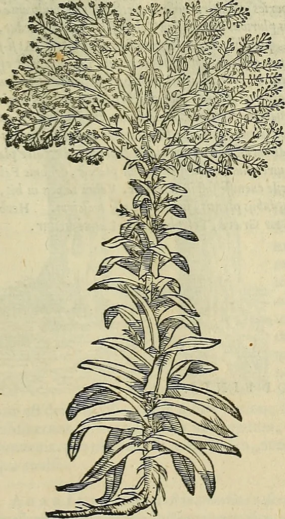 An illustration from Petri Andreae Matthioli Senensis serenissimi Principis Ferdinandi Archiducis Austriae & c., Medici, Commentarii secundo aucti : in libros sex Pedacii Dioscoridis Anazarbei de medica materia. Adiectis quàm plurimis plantarum, & animalium imaginibus quae in priore editione non habentur, eodem authore : his accessit eiusdem apologia adversus Amathum Lusitanum cum censura in eiusdem enarrationes, 1558, leaf 442