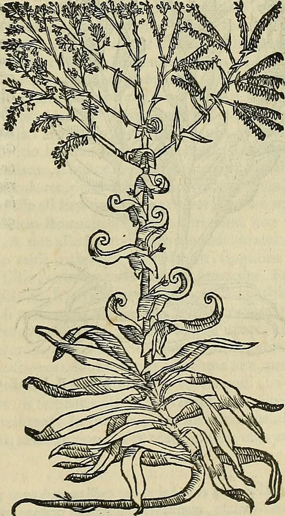 An illustration from Petri Andreae Matthioli Senensis serenissimi Principis Ferdinandi Archiducis Austriae & c., Medici, Commentarii secundo aucti : in libros sex Pedacii Dioscoridis Anazarbei de medica materia. Adiectis quàm plurimis plantarum, & animalium imaginibus quae in priore editione non habentur, eodem authore : his accessit eiusdem apologia adversus Amathum Lusitanum cum censura in eiusdem enarrationes, 1558, leaf 442
