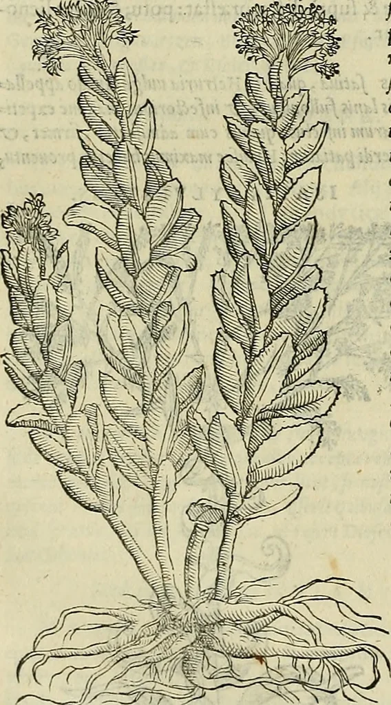 An illustration from Petri Andreae Matthioli Senensis serenissimi Principis Ferdinandi Archiducis Austriae & c., Medici, Commentarii secundo aucti : in libros sex Pedacii Dioscoridis Anazarbei de medica materia. Adiectis quàm plurimis plantarum, & animalium imaginibus quae in priore editione non habentur, eodem authore : his accessit eiusdem apologia adversus Amathum Lusitanum cum censura in eiusdem enarrationes, 1558, leaf 443