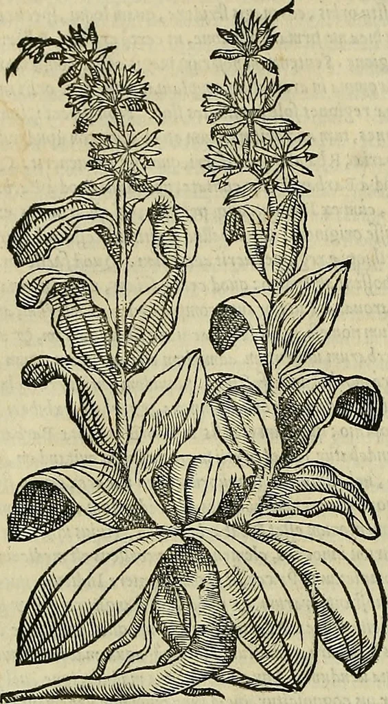 An illustration from Petri Andreae Matthioli Senensis serenissimi Principis Ferdinandi Archiducis Austriae & c., Medici, Commentarii secundo aucti : in libros sex Pedacii Dioscoridis Anazarbei de medica materia. Adiectis quàm plurimis plantarum, & animalium imaginibus quae in priore editione non habentur, eodem authore : his accessit eiusdem apologia adversus Amathum Lusitanum cum censura in eiusdem enarrationes, 1558, leaf 449