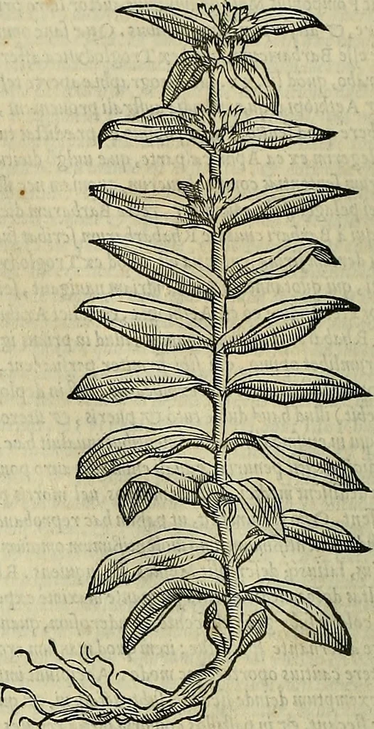An illustration from Petri Andreae Matthioli Senensis serenissimi Principis Ferdinandi Archiducis Austriae & c., Medici, Commentarii secundo aucti : in libros sex Pedacii Dioscoridis Anazarbei de medica materia. Adiectis quàm plurimis plantarum, & animalium imaginibus quae in priore editione non habentur, eodem authore : his accessit eiusdem apologia adversus Amathum Lusitanum cum censura in eiusdem enarrationes, 1558, leaf 449