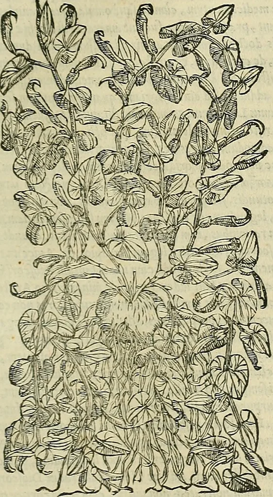 An illustration from Petri Andreae Matthioli Senensis serenissimi Principis Ferdinandi Archiducis Austriae & c., Medici, Commentarii secundo aucti : in libros sex Pedacii Dioscoridis Anazarbei de medica materia. Adiectis quàm plurimis plantarum, & animalium imaginibus quae in priore editione non habentur, eodem authore : his accessit eiusdem apologia adversus Amathum Lusitanum cum censura in eiusdem enarrationes, 1558, leaf 450