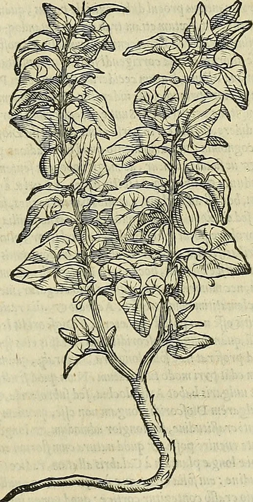 An illustration from Petri Andreae Matthioli Senensis serenissimi Principis Ferdinandi Archiducis Austriae & c., Medici, Commentarii secundo aucti : in libros sex Pedacii Dioscoridis Anazarbei de medica materia. Adiectis quàm plurimis plantarum, & animalium imaginibus quae in priore editione non habentur, eodem authore : his accessit eiusdem apologia adversus Amathum Lusitanum cum censura in eiusdem enarrationes, 1558, leaf 450