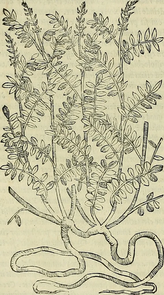 An illustration from Petri Andreae Matthioli Senensis serenissimi Principis Ferdinandi Archiducis Austriae & c., Medici, Commentarii secundo aucti : in libros sex Pedacii Dioscoridis Anazarbei de medica materia. Adiectis quàm plurimis plantarum, & animalium imaginibus quae in priore editione non habentur, eodem authore : his accessit eiusdem apologia adversus Amathum Lusitanum cum censura in eiusdem enarrationes, 1558, leaf 453