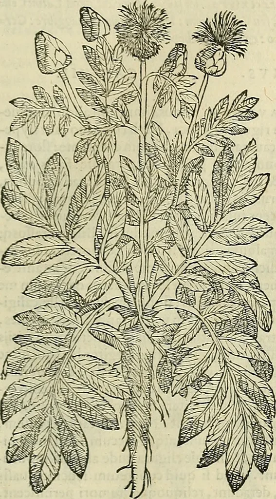 An illustration from Petri Andreae Matthioli Senensis serenissimi Principis Ferdinandi Archiducis Austriae & c., Medici, Commentarii secundo aucti : in libros sex Pedacii Dioscoridis Anazarbei de medica materia. Adiectis quàm plurimis plantarum, & animalium imaginibus quae in priore editione non habentur, eodem authore : his accessit eiusdem apologia adversus Amathum Lusitanum cum censura in eiusdem enarrationes, 1558, leaf 454