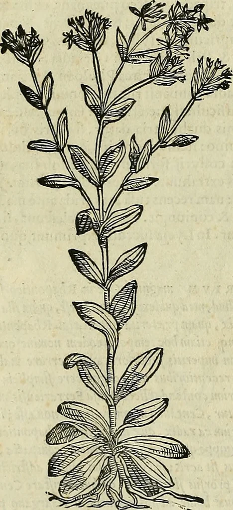 An illustration from Petri Andreae Matthioli Senensis serenissimi Principis Ferdinandi Archiducis Austriae & c., Medici, Commentarii secundo aucti : in libros sex Pedacii Dioscoridis Anazarbei de medica materia. Adiectis quàm plurimis plantarum, & animalium imaginibus quae in priore editione non habentur, eodem authore : his accessit eiusdem apologia adversus Amathum Lusitanum cum censura in eiusdem enarrationes, 1558, leaf 455
