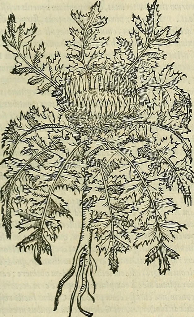 An illustration from Petri Andreae Matthioli Senensis serenissimi Principis Ferdinandi Archiducis Austriae & c., Medici, Commentarii secundo aucti : in libros sex Pedacii Dioscoridis Anazarbei de medica materia. Adiectis quàm plurimis plantarum, & animalium imaginibus quae in priore editione non habentur, eodem authore : his accessit eiusdem apologia adversus Amathum Lusitanum cum censura in eiusdem enarrationes, 1558, leaf 456