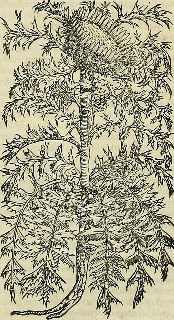 An illustration from Petri Andreae Matthioli Senensis serenissimi Principis Ferdinandi Archiducis Austriae & c., Medici, Commentarii secundo aucti : in libros sex Pedacii Dioscoridis Anazarbei de medica materia. Adiectis quàm plurimis plantarum, & animalium imaginibus quae in priore editione non habentur, eodem authore : his accessit eiusdem apologia adversus Amathum Lusitanum cum censura in eiusdem enarrationes, 1558, leaf 456