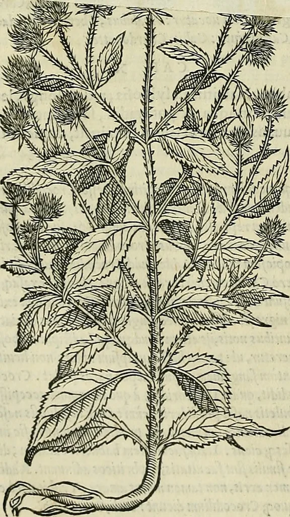 An illustration from Petri Andreae Matthioli Senensis serenissimi Principis Ferdinandi Archiducis Austriae & c., Medici, Commentarii secundo aucti : in libros sex Pedacii Dioscoridis Anazarbei de medica materia. Adiectis quàm plurimis plantarum, & animalium imaginibus quae in priore editione non habentur, eodem authore : his accessit eiusdem apologia adversus Amathum Lusitanum cum censura in eiusdem enarrationes, 1558, leaf 459