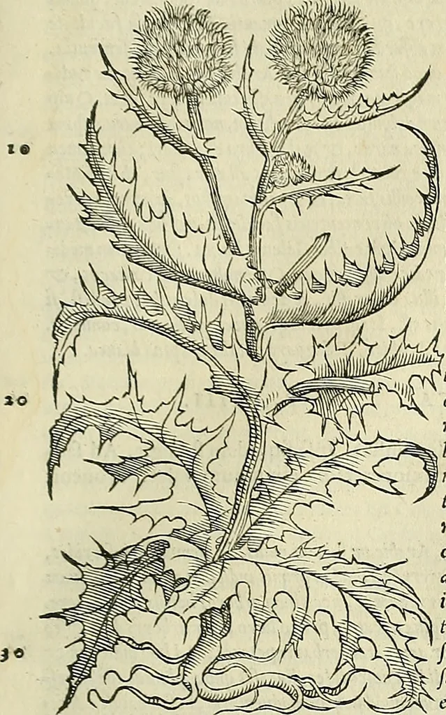 An illustration from Petri Andreae Matthioli Senensis serenissimi Principis Ferdinandi Archiducis Austriae & c., Medici, Commentarii secundo aucti : in libros sex Pedacii Dioscoridis Anazarbei de medica materia. Adiectis quàm plurimis plantarum, & animalium imaginibus quae in priore editione non habentur, eodem authore : his accessit eiusdem apologia adversus Amathum Lusitanum cum censura in eiusdem enarrationes, 1558, leaf 460