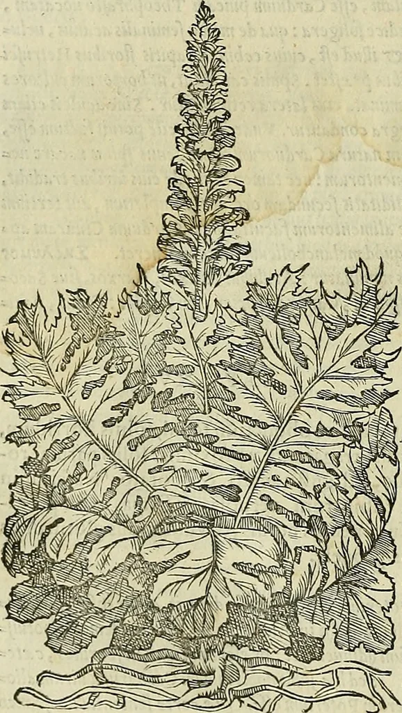 An illustration from Petri Andreae Matthioli Senensis serenissimi Principis Ferdinandi Archiducis Austriae & c., Medici, Commentarii secundo aucti : in libros sex Pedacii Dioscoridis Anazarbei de medica materia. Adiectis quàm plurimis plantarum, & animalium imaginibus quae in priore editione non habentur, eodem authore : his accessit eiusdem apologia adversus Amathum Lusitanum cum censura in eiusdem enarrationes, 1558, leaf 463